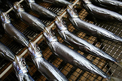 Dried fish Round herring