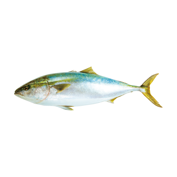 鰤（Yellowtail）