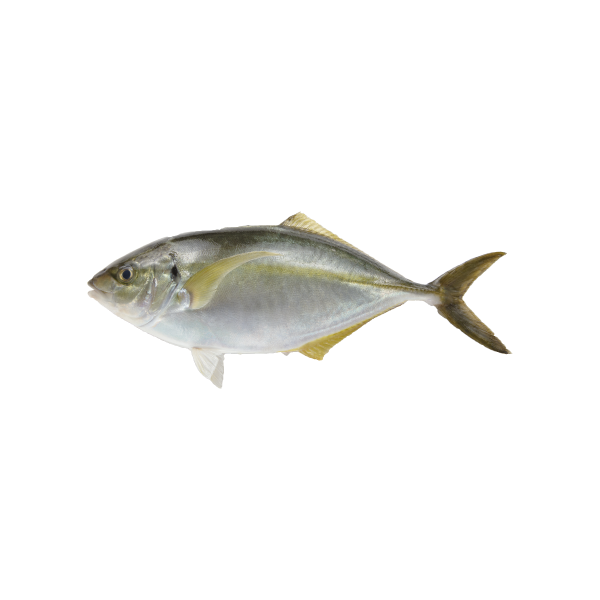 縞鯵（Striped Jack）