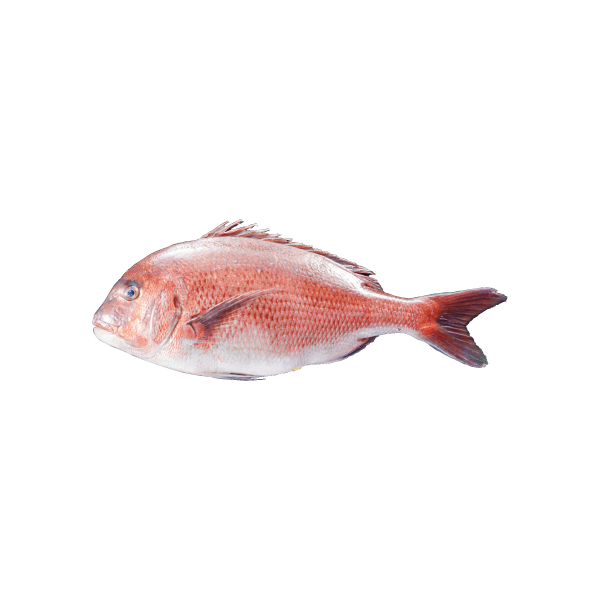真鯛（Red Seabream）