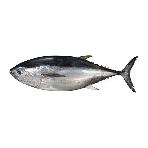 黒鮪（Bluefin Tuna）
