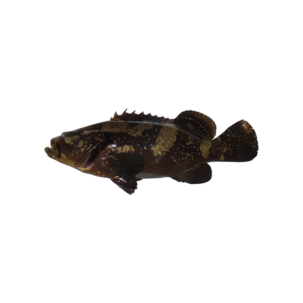 珠九絵（Hybrid Grouper）