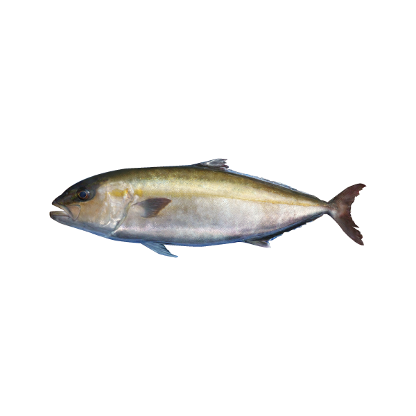 勘八（Greater Amberjack）