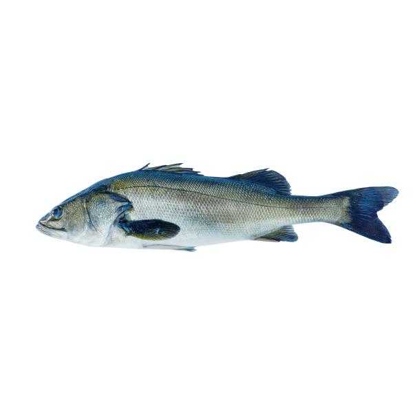 鱸（Japanese Sea Bass）