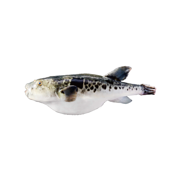 虎河豚（Tiger Puffer）