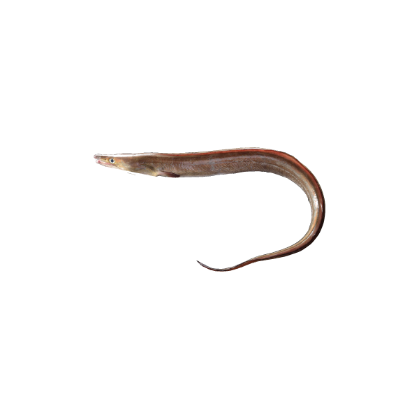 鱧（Pike Conger）